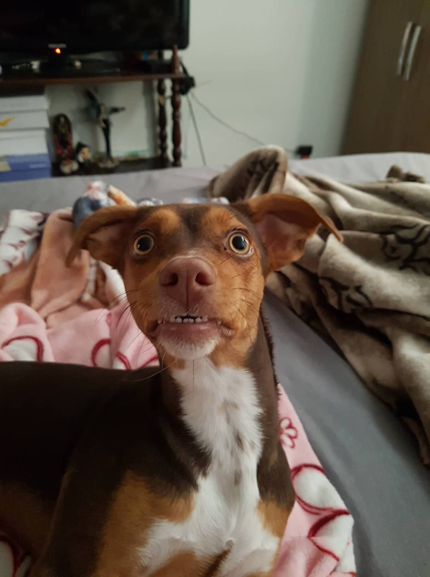 “A vó foi dormir e colocou a dentadura embaixo do travesseiro, como sempre faz. Eu havia saído para almoçar. Quando acordou, ficou bem desesperada que não achava a dentadura. Ela e a minha mãe procuraram por tudo quanto é canto”