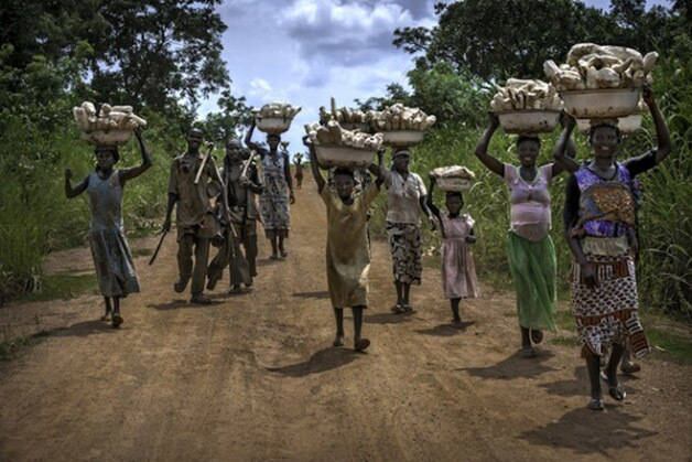 Também em Gana, Nazario fotografou mulheres voltando da colheita de mandiocas. 

Apesar de morarem em uma região rural, elas vendem o produto para moradores de centros urbanos, na tentativa de melhorarem o orçamento de suas famílias
