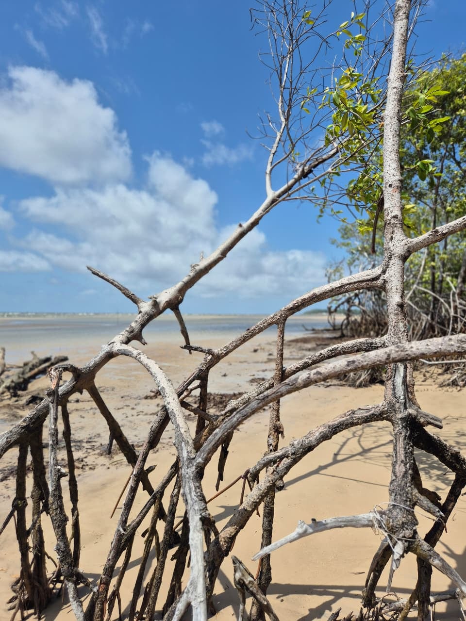 Marajó/PA