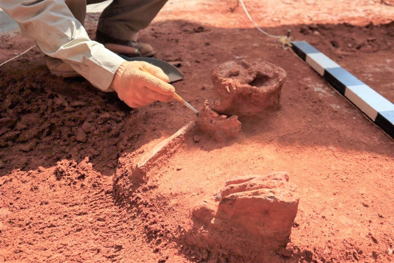 Ossadas foram achadas em Sítio Arqueológico em SP