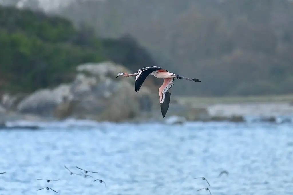 Possível registro de Frankie em Goulven, França, em 10 de novembro