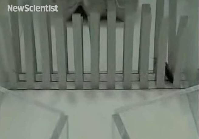 Felizmente, esses pequenos insetos foram construídos para missões de busca e resgate. Algum dia, um robô pequeno como esse pode ser capaz de passar por pequenas frestas para localizar humanos presos em áreas de difícil acesso