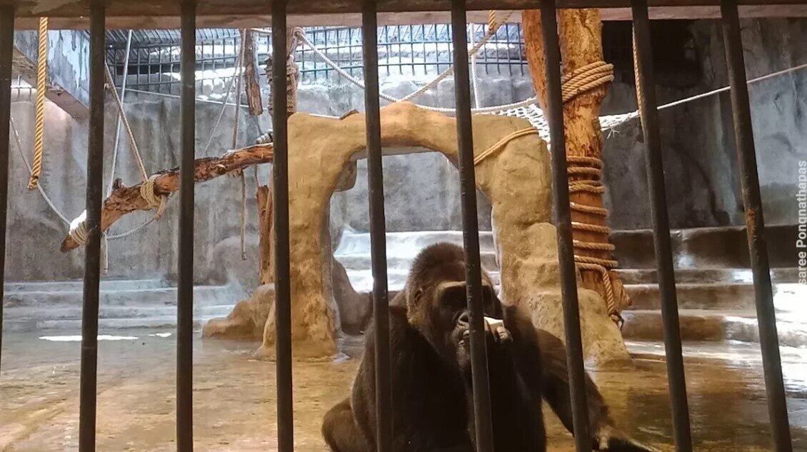 Bua Noi, o grande símio, está dentro do local desde 1983, sozinha