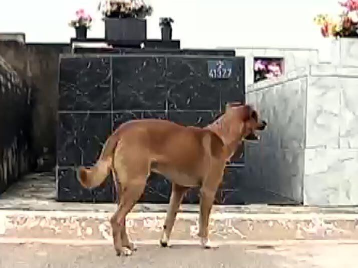 Desde então, Camilo não saiu mais do cemitério. De acordo com testemunhas, no dia do enterro, ele arrumou um jeito de se esconder para não ser retirado de perto dos donos. Assista ao vídeo!