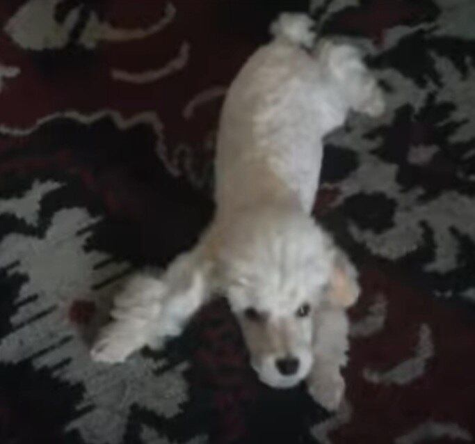 O Poodle se encontra na sétima colocação com uma ótima longevidade, mas muitos especialistas afirmam que essa raça pode viver ainda mais, chegando mais perto dos 20 anos de idade.