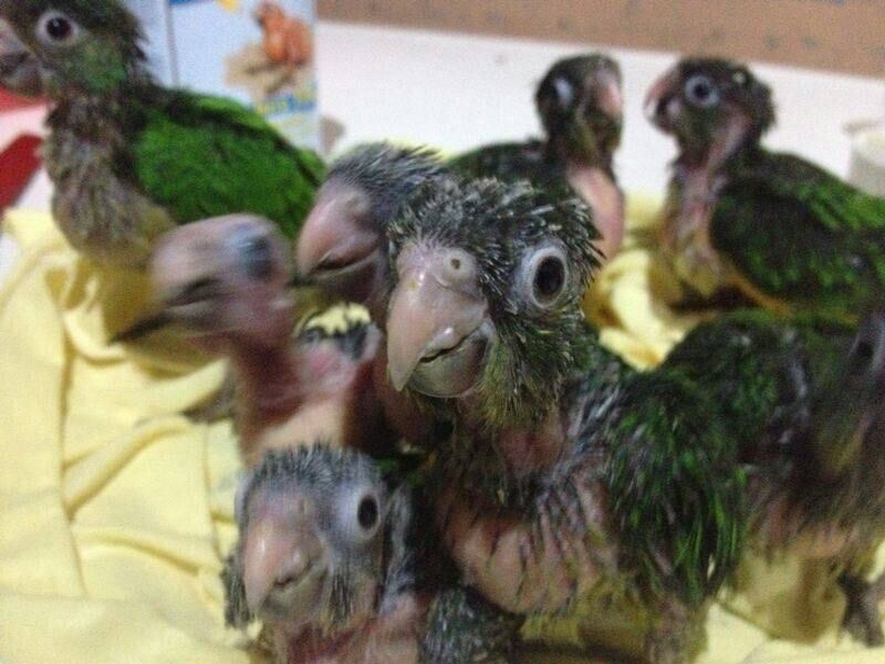 Foram apreendidos jabutis, papagaios, maritacas, azulões, pássaros-pretos, periquitos cuiubinha, periquitos maracanãs, sabiás e zambelês