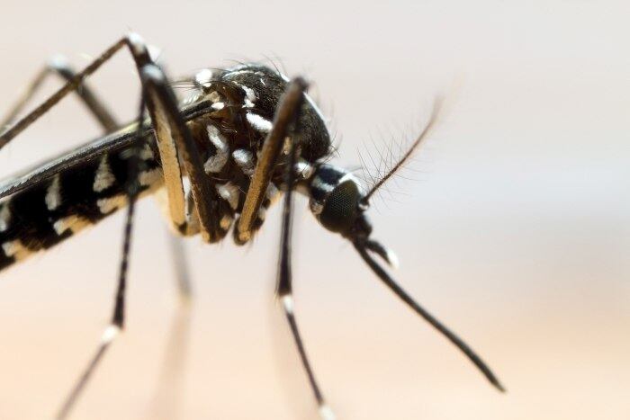 Aedes aegypti é responsável pela transmissão da dengue, zika e chikungunya
