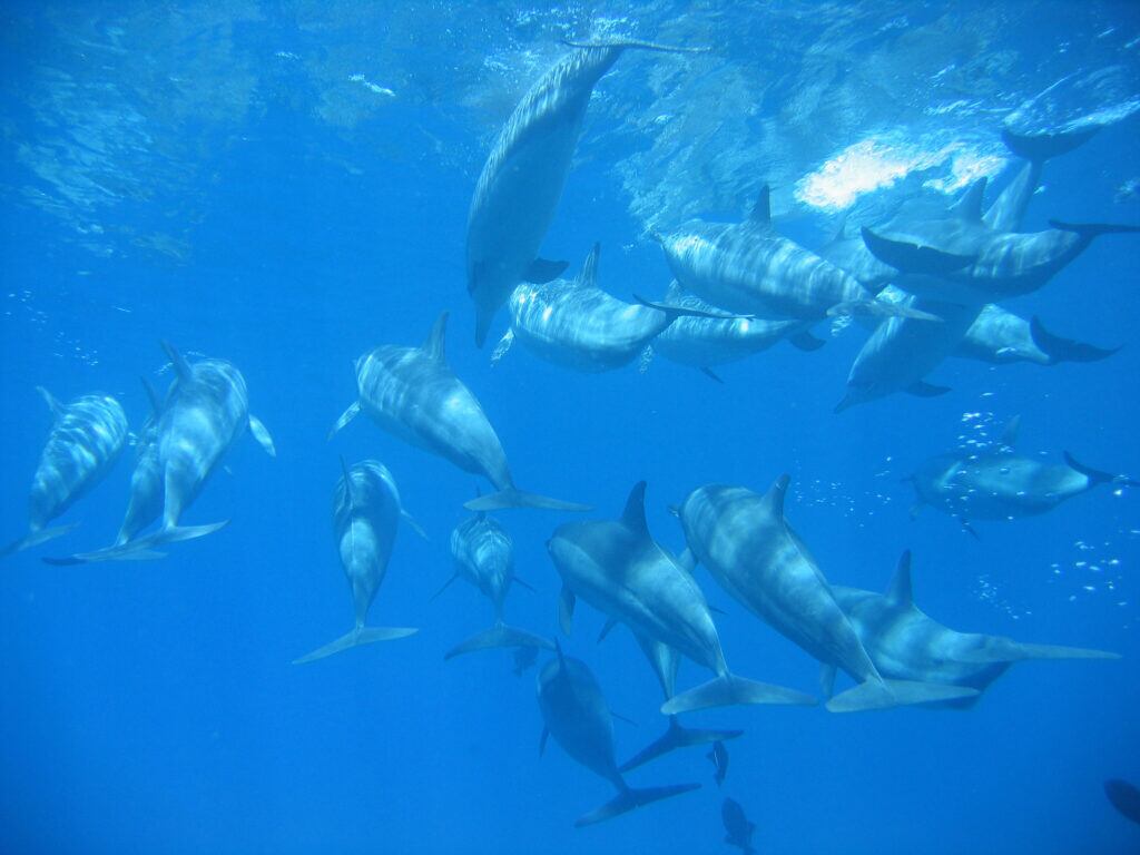 Golfinhos-rotadores nadando no mar de Fernando de Noronha