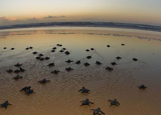 Tamar deixa de lançar 800 tartarugas por manchas de petróleo