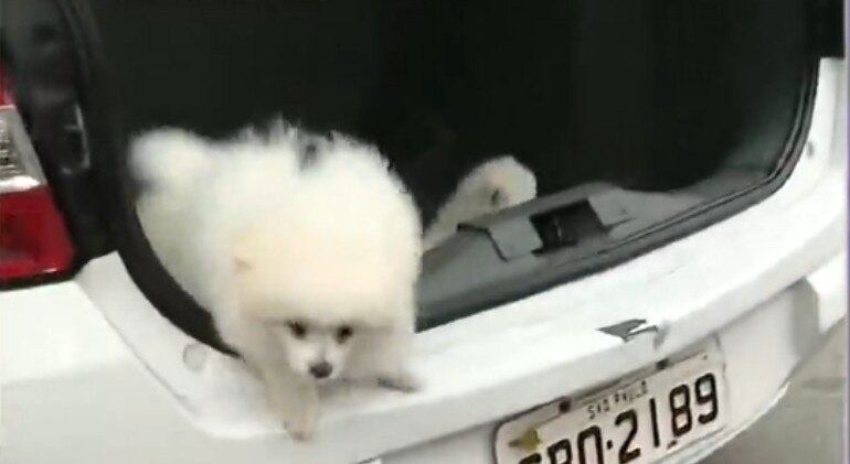 Os filhotes, de 2 e 4 meses, da cor branca, ficaram inicialmente sob os cuidados dos policiais, que deixaram a viatura com as janelas abertas e, posteriormente, levaram os cães para passear no estacionamento do 11º DP, na região de Santo Amaro, em São Paulo