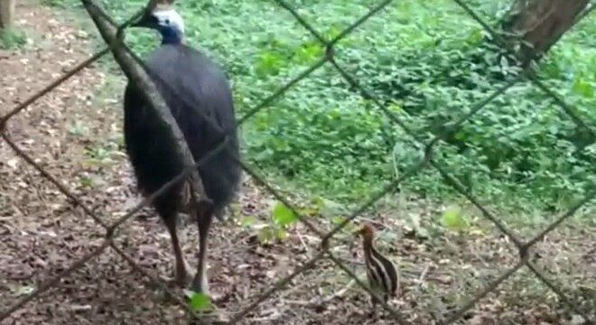 Filhote de Causar completa um mês de idade nesta segunda-feira (17)