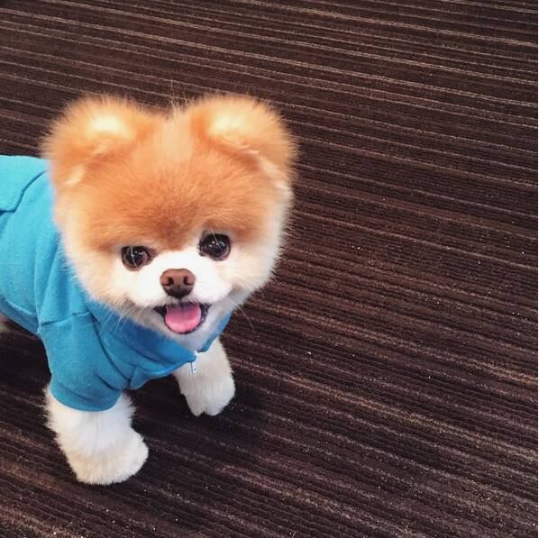 Boo já não é tão novinho assim. O cão tem em torno de nove anos, uma idade considerada avançada para muitos cachorrinhos
Acesse R7 Play e assista às íntegras dos seus programas favoritos da Rede Record
