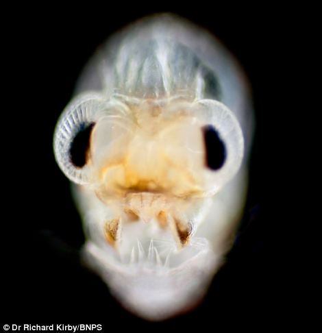 O livro também explica como o aquecimento global tem prejudicado os plânctons e, consequentemente, todos os oceanos do planeta