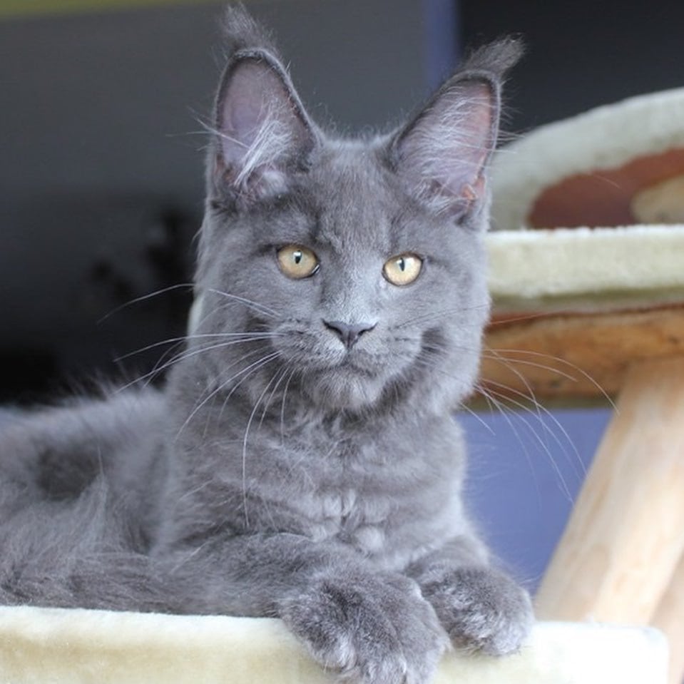 Tatyana gerencia a conta do Instagram @catsvill-county e grava vídeos de seus "felinos humanos" para compartilhar com seus seguidores