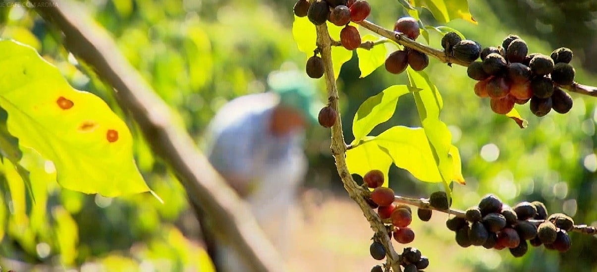 Café é o tema da nova série da Record TV Minas