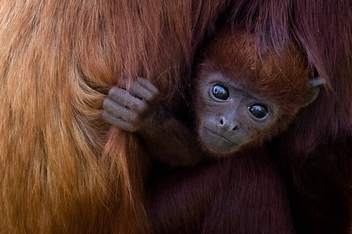 A newborn Red Howler monkey, Shongo, holds his mother, on April 2, 2021 at the Planete Sauvage zoologic park in Port-Saint-Pere, outside Nantes. Shongo is the first red howler monkey to born in captivity in France.
LOIC VENANCE / AFP
