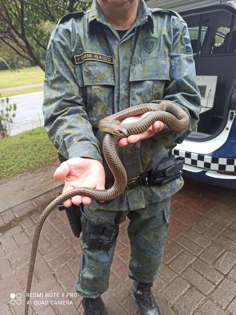 O animal produz veneno e possui presas inoculadoras no fundo da boca, o que pode causar acidentes de leves a moderados, já que o seu veneno é pouco ativo em seres humanos. Além disso, a parelheira-do-mato é ovípara, tem hábitos diurnos e alimenta-se de pequenos vertebrados, como rãs, ratos e aves

*Estagiária, sob supervisão de Letícia Dauer
