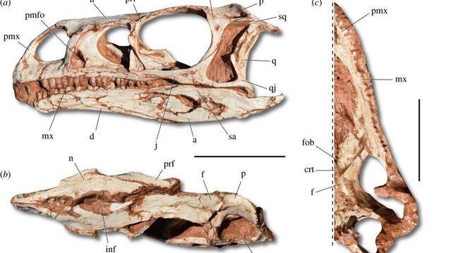 Fósseis foram encontrados em 2013 por pesquisadores da UFSM
