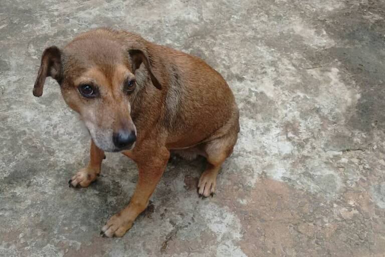 Bolinha foi diagnosticado com Leishmaniose Canina em 2016