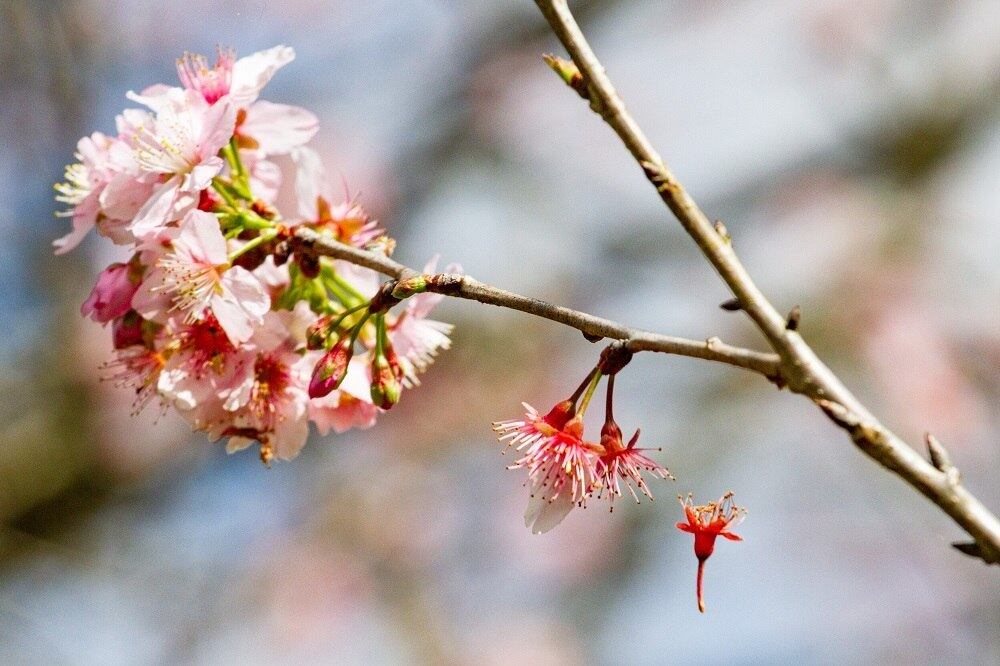 Assim como o parque do Ibirapuera, o Parque do Carmo voltou a funciona durante a pandemia. Ambos operam de 6h às 16h. Os demais parques da cidade que reabriram funcionam agora apenas de 9h às 16h