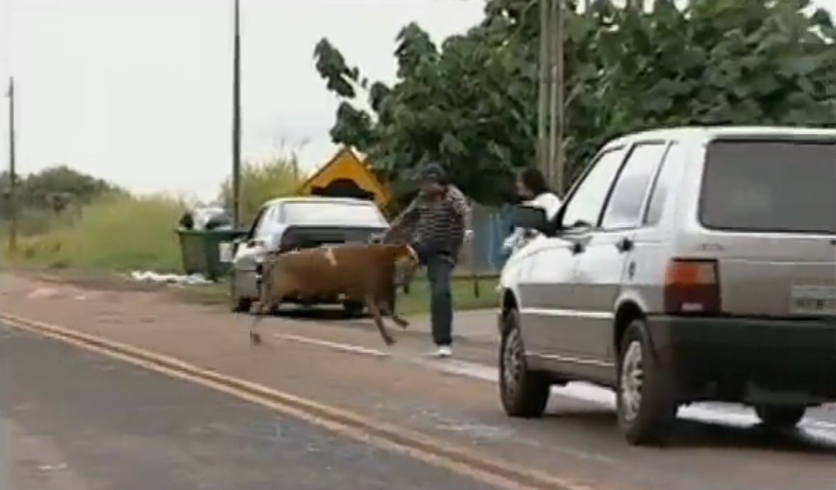 A tentativa é
frustrada, pois o animal se revolta e acerta uma cabeçada nele