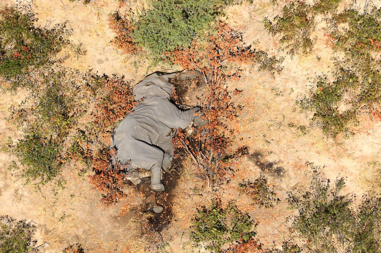 A dead elephant is seen in this undated handout image in Okavango Delta, Botswana May-June, 2020. PHOTOGRAPHS OBTAINED BY REUTERS/Handout via REUTERS ATTENTION EDITORS - THIS IMAGE HAS BEEN SUPPLIED BY A THIRD PARTY.