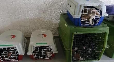Animais estavam em condições precárias