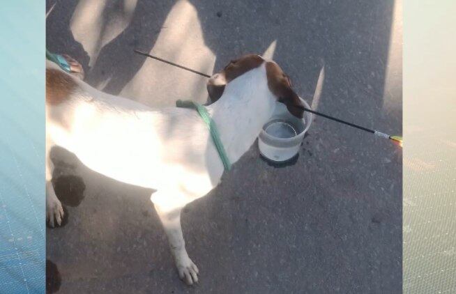 Objeto transpassou o pescoço do animal