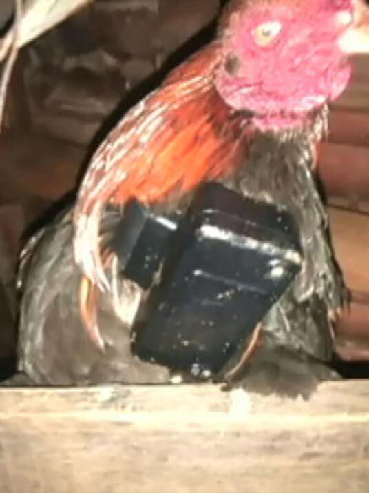 O criminoso cumpria prisão domiciliar por roubo, mas segundo denúncias, ele deixava a tornozeleira em casa e saía para traficar. O aparelho ficava no animal de estimação da casa. É mole ou quer mais? Assista ao vídeo!