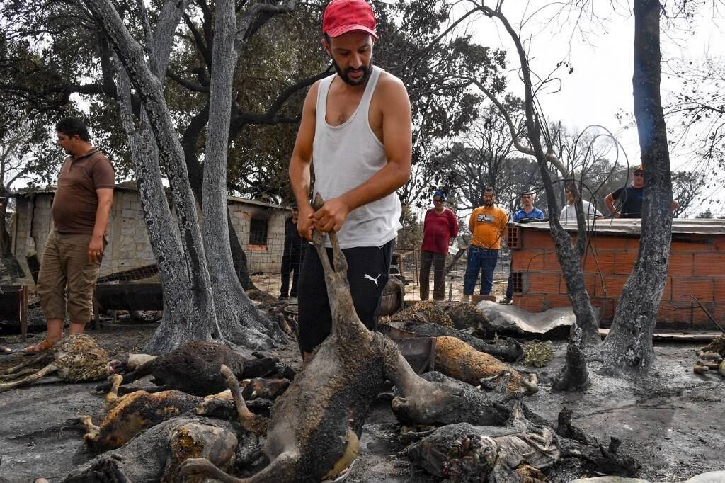 O incêndio destruiu 14 mil hectares de floresta em El Tarf e atingiu 11 municípios desta província devastada, para onde o primeiro-ministro argelino, Aymen Benabderrahmane, viajou nesta quinta-feira (18), anunciando ajuda para as famílias afetadas
