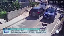 Cachorrinha é atropelada e morta por GCMs em rua residencial de Francisco Morato (SP)