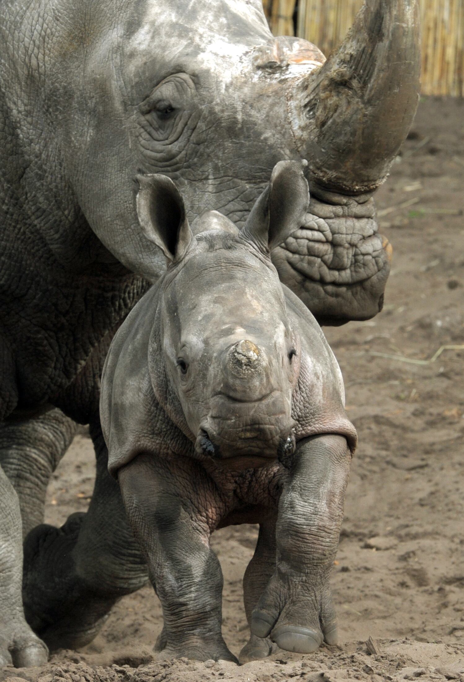 Makena, um bebê rinoceronte, ao lado de sua mãe. A cena foi registrada em um zoológico da Alemanha. Makena nasceu no dia 7 de março e seu nome vem da língua kikuyu e significa "feliz"