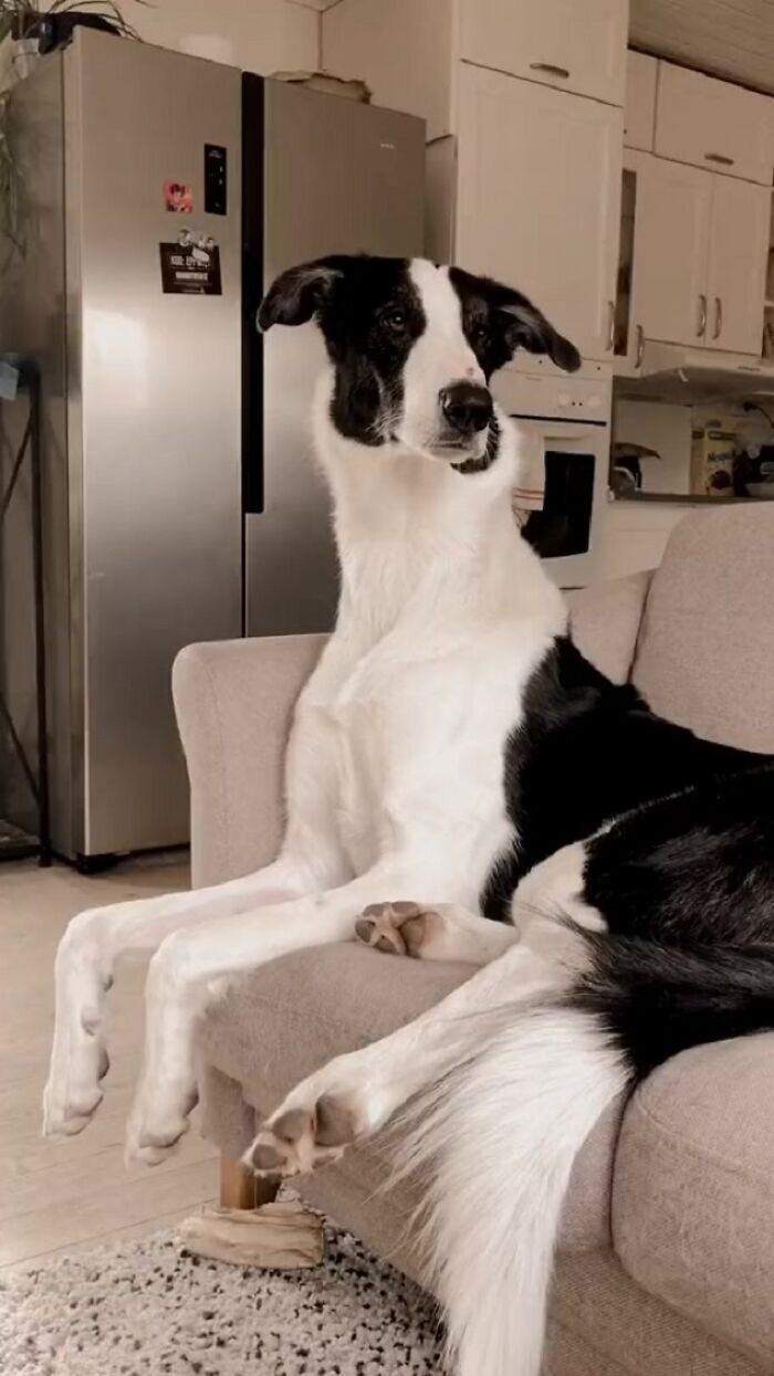 Gatsby é um vira-lata que nasceu do cruzamento entre cães da raça borzoi e pasto- alemão. Recentemente, um vídeo seu viralizou no TikTok por causa de uma característica muito peculiar: seu pescoço extremamente longo

