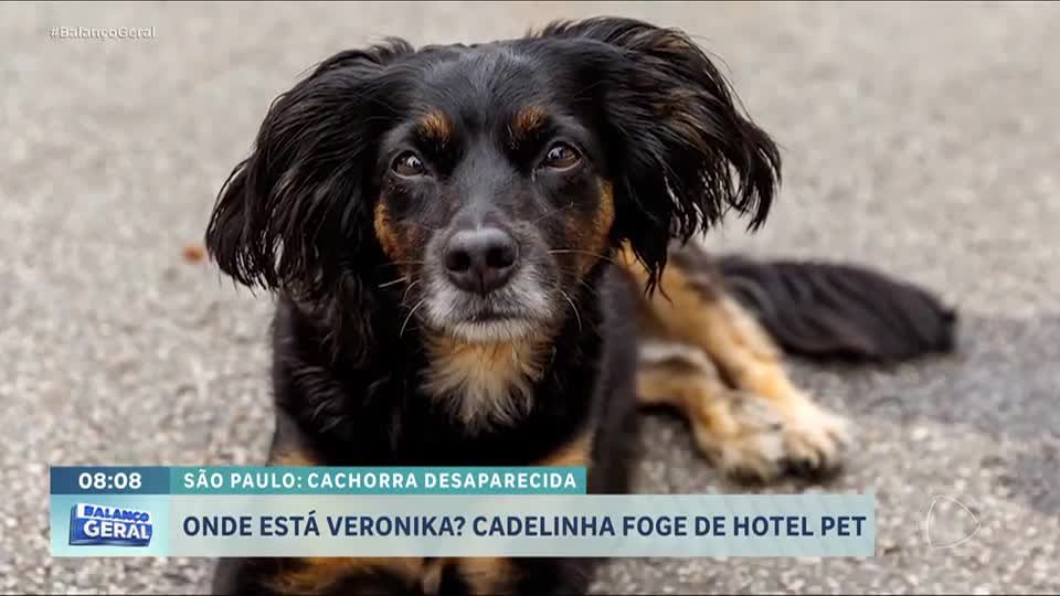 Tutora procura cachorra que fugiu de hotel para pets em São Paulo