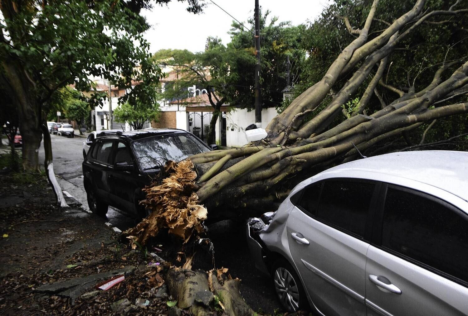 Centenas de árvores foram derrubadas com a chuva