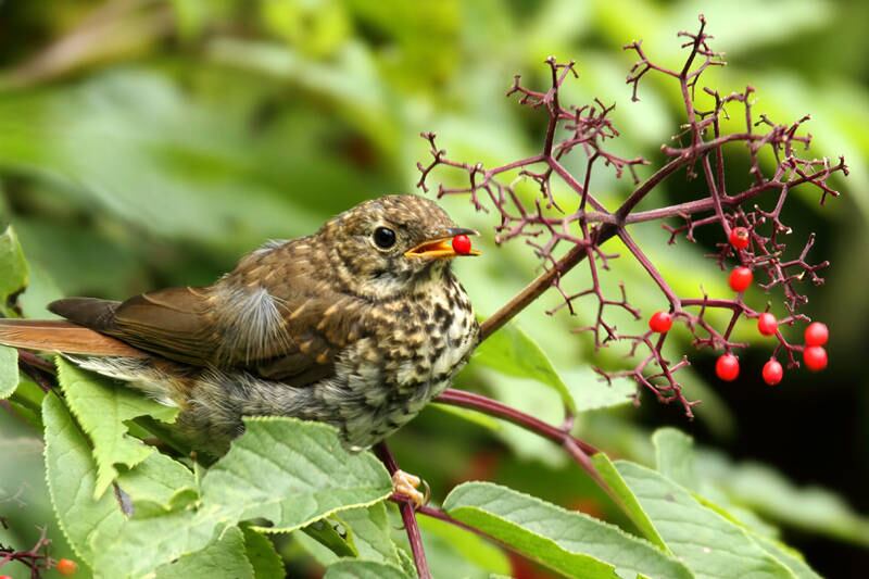 Uma descoberta recente deixou os cientistas bastante animados. Foi descoberto que uma espécie de pássaro comum na América do Norte conseguia cantar como os humanos, ou seja, com melodias mesclando diferentes notas musicais