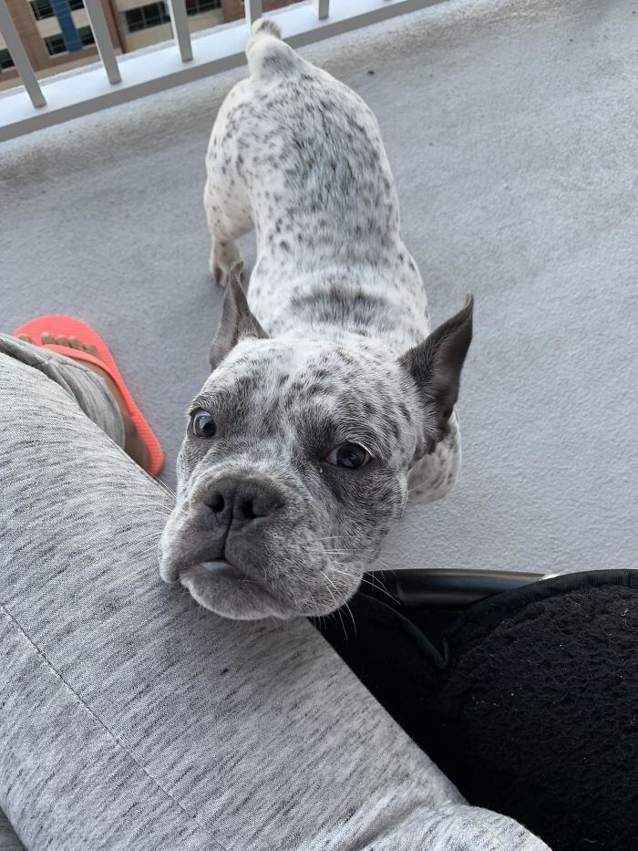 A combinação entre a raça e um bulldog também é de explodir o fofurômetro