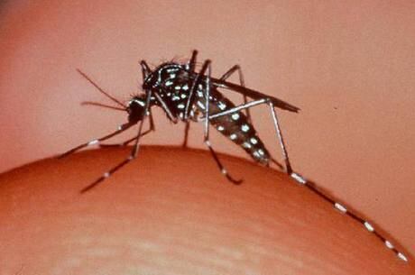 Zika vírus também é transmitido pelo mosquito Aedes aegypti