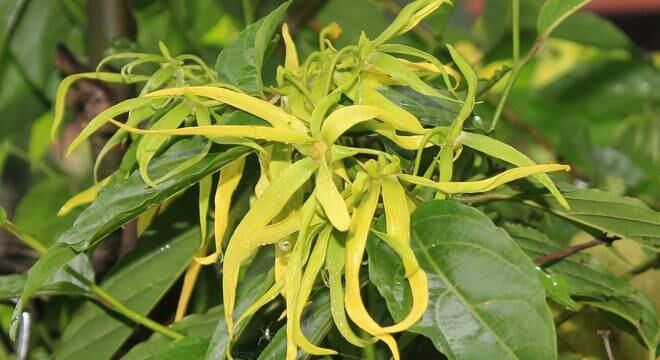 No detalhe, a flor de ylang ylang em Madagascar