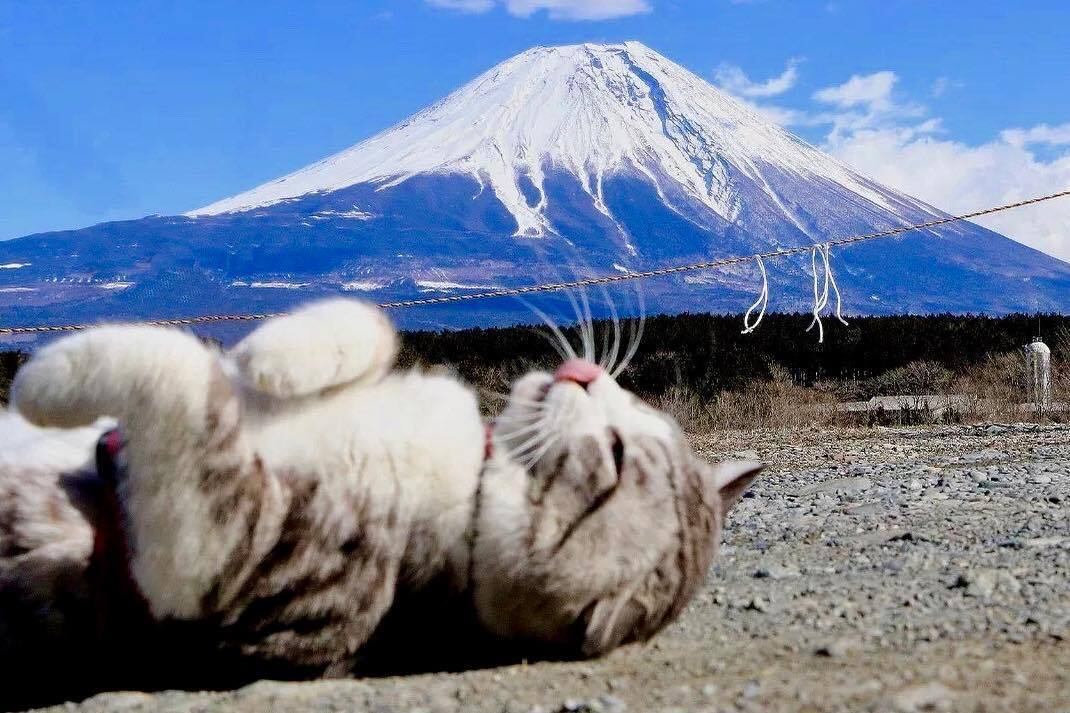 O felino parece ficar bem à vontade em frente às lentes da câmera