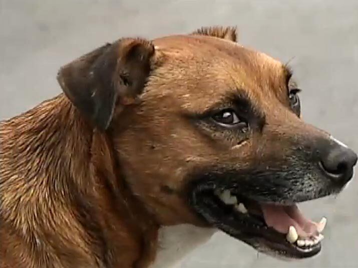 Veja outros casos envolvendo animais de estimação. O amor eterno existe, pelo menos para "Camilo", um cachorro fiel que dorme há cinco anos perto do túmulo de seu dono em um cemitério. Assista ao vídeo!