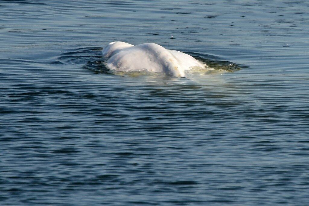A beluga que se encontra desde terça-feira passada no rio Sena, na França, está estável, mas segue debilitada, informou a ONG de defesa dos oceanos Sea Shepherd
