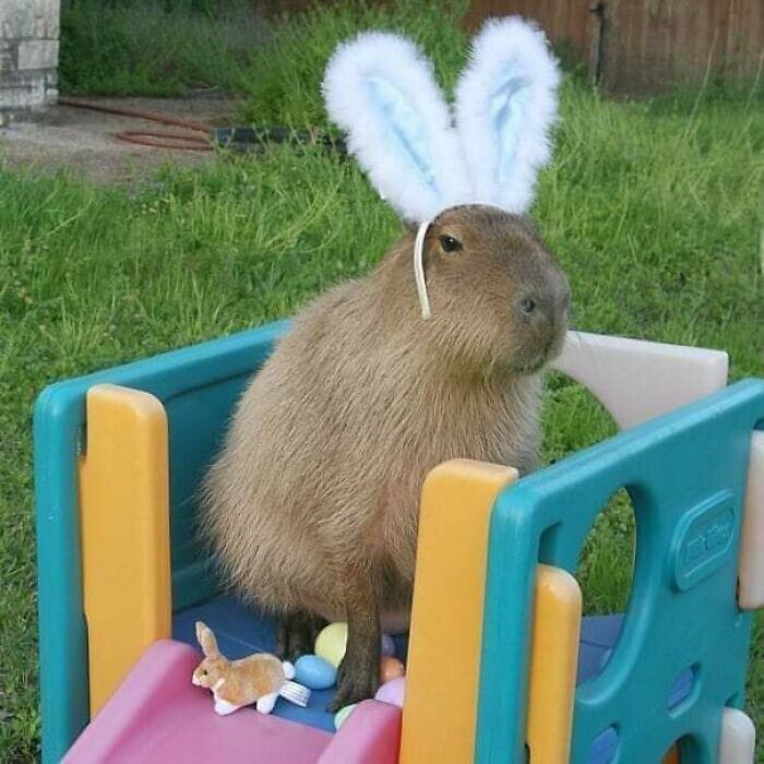 Apesar de não parecer muito feliz, esta capivara está uma fofura
Leia mais: Conheça Gracie, a gata que viralizou na web por parecer uma loba