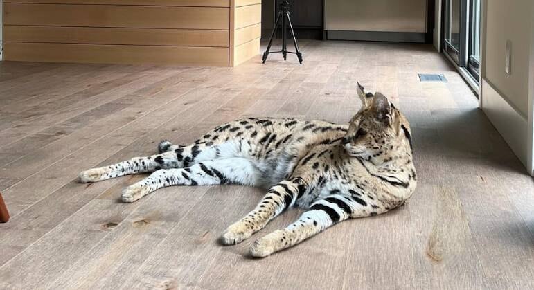 Gato savannah
