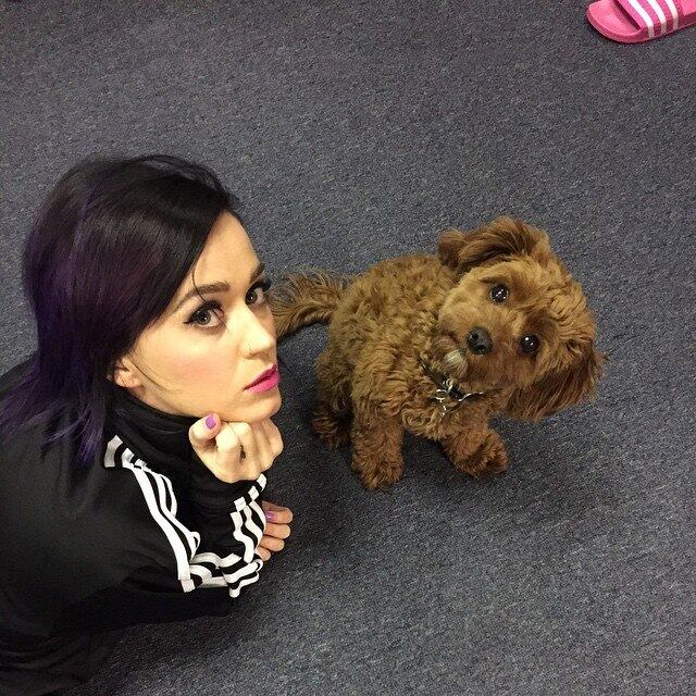 Cachorro Katy Perry, Katy Perry