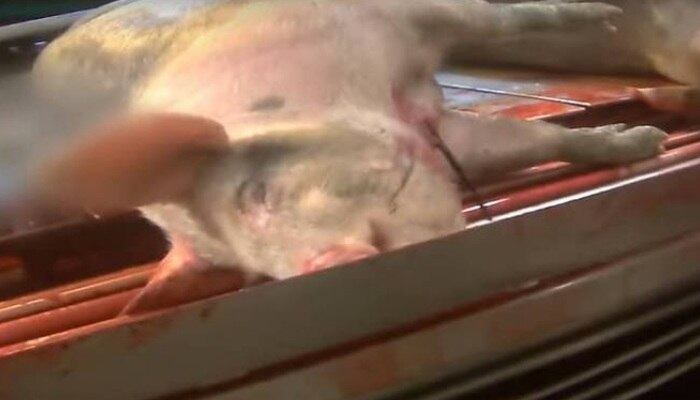 Também, é discutida a crueldade como animais são abatidos para virar comida. Recentemente, um vídeo divulgado por um grupo de defesa dos direitos dos animais mostra porcos sendo espancados e maltratados dentro do abatedouro 