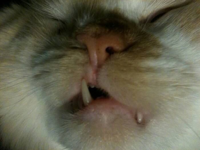 O dente canino inferior não fica guardado quando a boca está
fechada. O dente escapa e prende o lábio superior — o que chega a ser
engraçadinho 