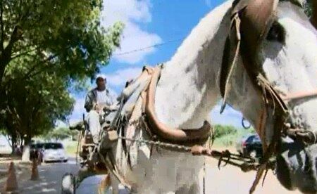 Princesa foi o primeiro animal da cidade a receber emplacamento