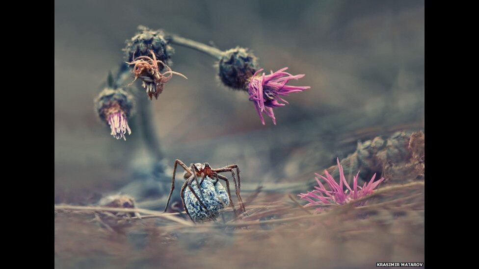 O primeiro lugar na categoria Natureza e Vida Selvagem foi para Krasimir Matarov por sua foto intitulada Bem-vindo ao Mundo das Aranhas
