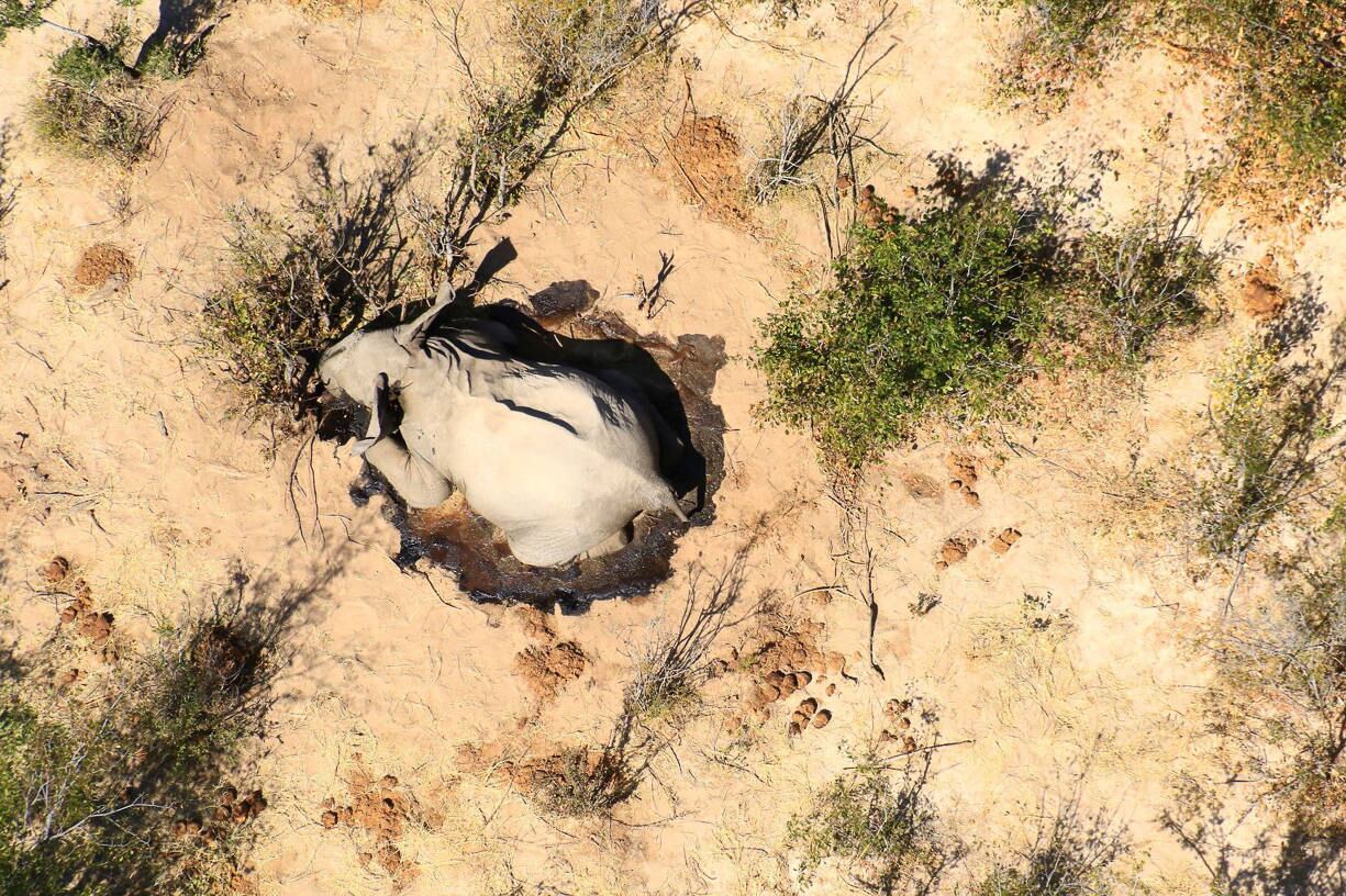 A dead elephant is seen in this undated handout image in Okavango Delta, Botswana May-June, 2020. PHOTOGRAPHS OBTAINED BY REUTERS/Handout via REUTERS ATTENTION EDITORS - THIS IMAGE HAS BEEN SUPPLIED BY A THIRD PARTY.